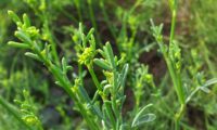 Coronilla juncea