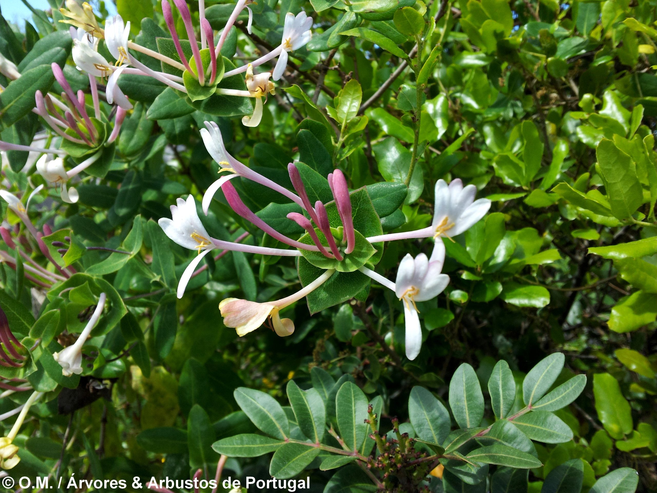 madressilva-entrelaçada – Lonicera implexa (6)