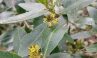 sanguinho-das-sebes - Rhamnus alaternus (10)