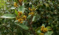 sanguinho-das-sebes - Rhamnus alaternus (11)