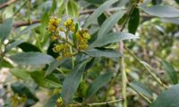 sanguinho-das-sebes - Rhamnus alaternus (12)