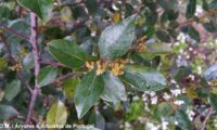 sanguinho-das-sebes - Rhamnus alaternus (13)