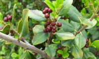 sanguinho-das-sebes - Rhamnus alaternus (15)