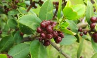 sanguinho-das-sebes - Rhamnus alaternus (16)