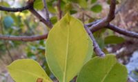 sanguinho-das-sebes - Rhamnus alaternus (2)