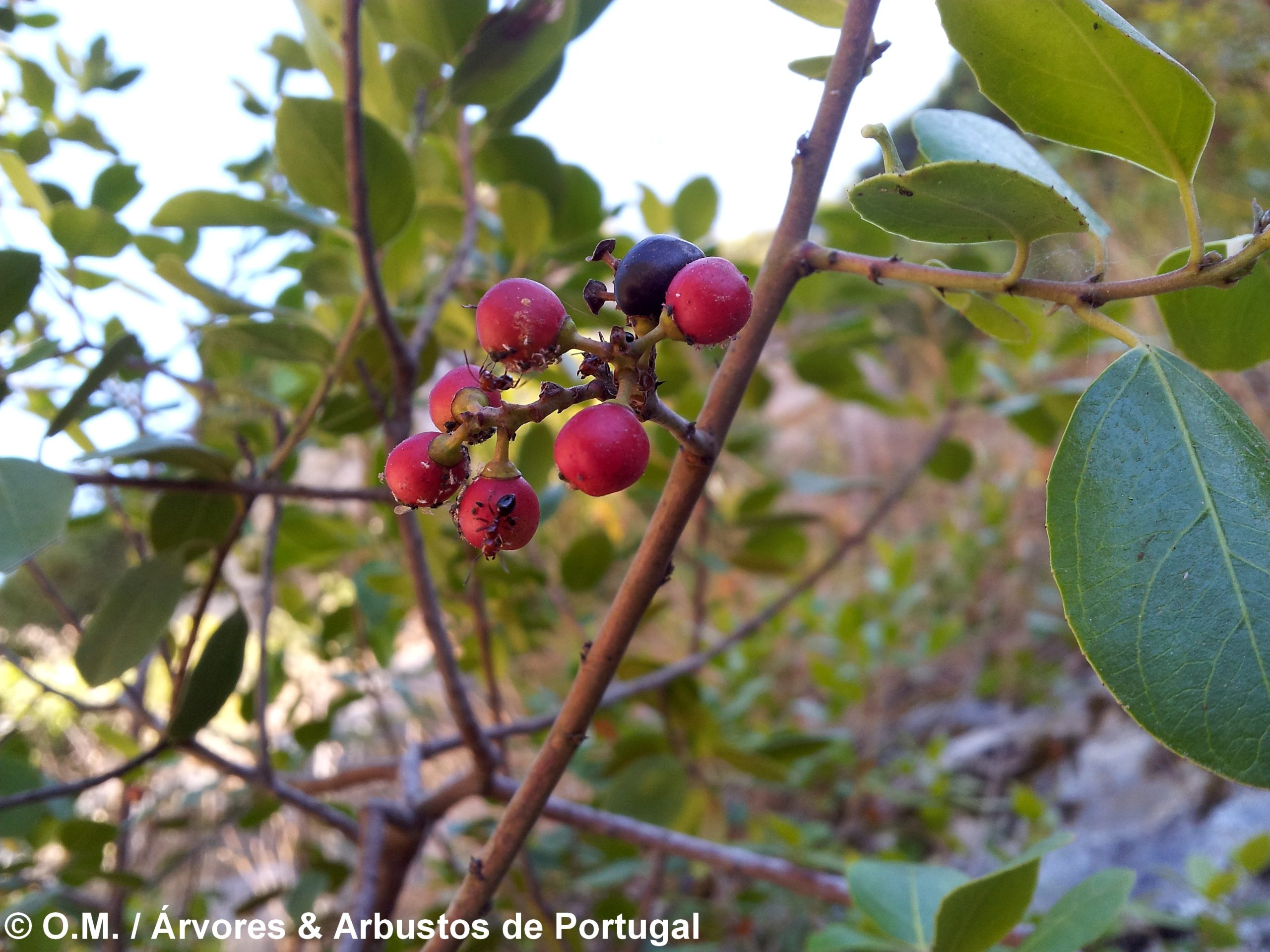 sanguinho-das-sebes – Rhamnus alaternus (20)