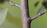 sanguinho-das-sebes - Rhamnus alaternus (22)