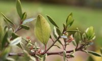 sanguinho-das-sebes - Rhamnus alaternus (4)