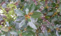 sanguinho-das-sebes - Rhamnus alaternus (5)