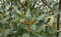 sanguinho-das-sebes - Rhamnus alaternus (6)