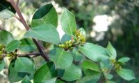 sanguinho-das-sebes - Rhamnus alaternus (7)