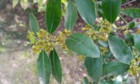 sanguinho-das-sebes - Rhamnus alaternus (8)