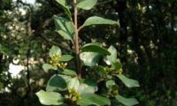 sanguinho-das-sebes - Rhamnus alaternus (9)