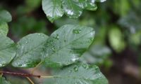 sanguinho-de-água - Frangula alnus (1)