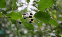 sanguinho-de-água - Frangula alnus (10)