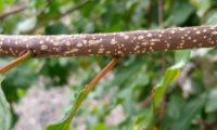 sanguinho-de-água - Frangula alnus (13)