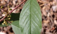 sanguinho-de-água - Frangula alnus (2)