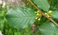 sanguinho-de-água - Frangula alnus (3)