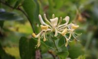 madressilva-das-boticas - Lonicera periclymenum (10)