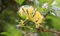 madressilva-das-boticas - Lonicera periclymenum (11)