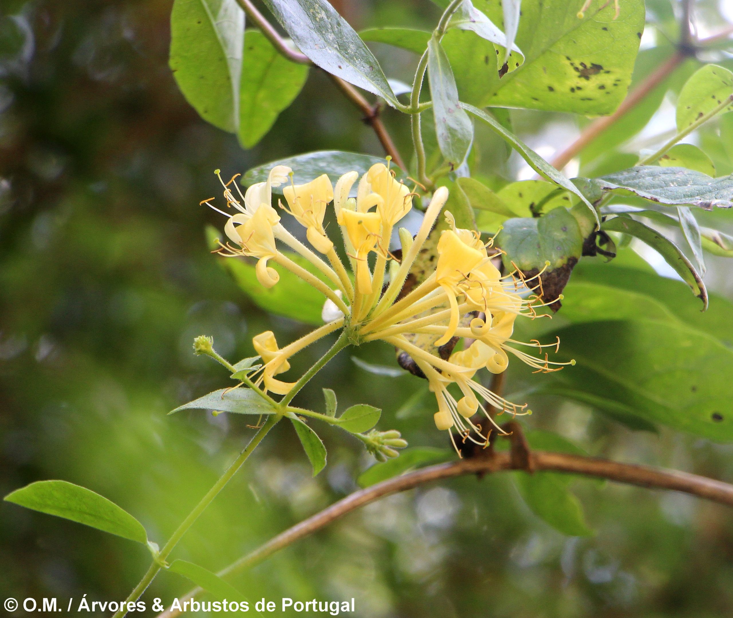 madressilva-das-boticas – Lonicera periclymenum (11)