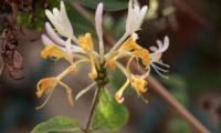 madressilva-das-boticas - Lonicera periclymenum (12)