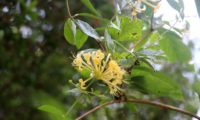 madressilva-das-boticas - Lonicera periclymenum (13)