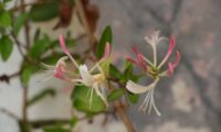 madressilva-das-boticas - Lonicera periclymenum (14)