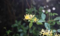 madressilva-das-boticas - Lonicera periclymenum (17)