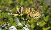 madressilva-das-boticas - Lonicera periclymenum (18)