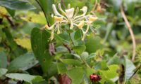 madressilva-das-boticas - Lonicera periclymenum (19)