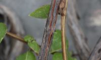 madressilva-das-boticas - Lonicera periclymenum (20)
