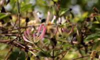 madressilva-das-boticas - Lonicera periclymenum (3)