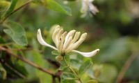 madressilva-das-boticas - Lonicera periclymenum (4)