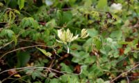 madressilva-das-boticas - Lonicera periclymenum (5)