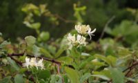 madressilva-das-boticas - Lonicera periclymenum (6)