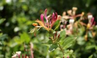 madressilva-das-boticas - Lonicera periclymenum (8)