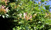 madressilva-das-boticas - Lonicera periclymenum (9)